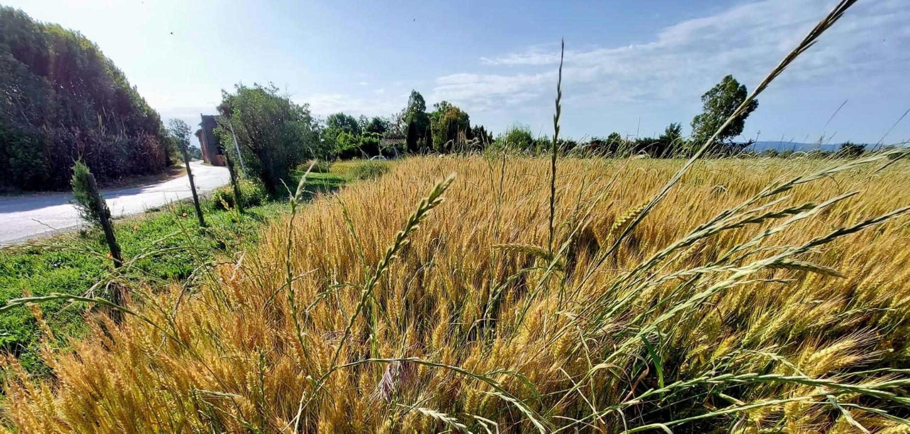 Il Cantuccio Cascina Extérieur photo